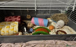 Guinea Pig rodents for sale: 2 male guinea pigs, cage, food ect. Open to offers - Image 1