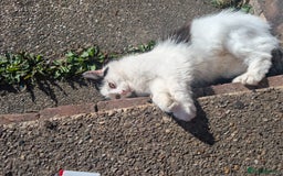Munchkin cats for sale: Fulga for free adoption - - Image 8