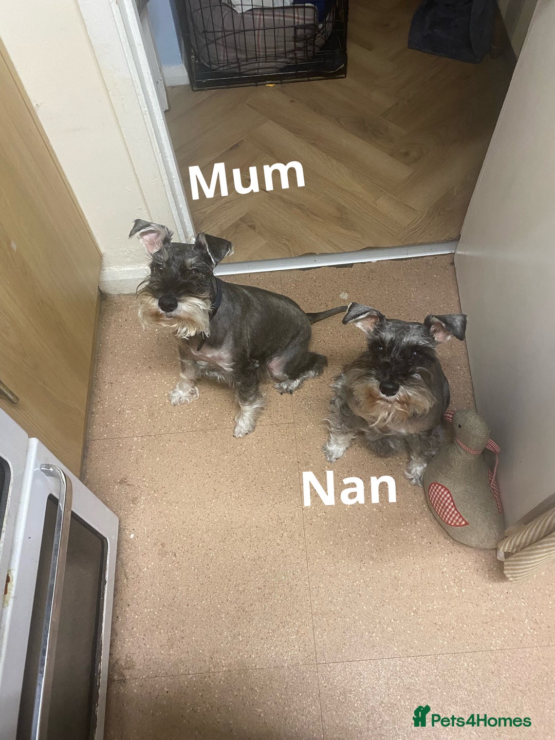 Miniature Schnauzer dogs for sale: ✨ Eight Stunning Puppies Now Available! ✨ - Advert 12