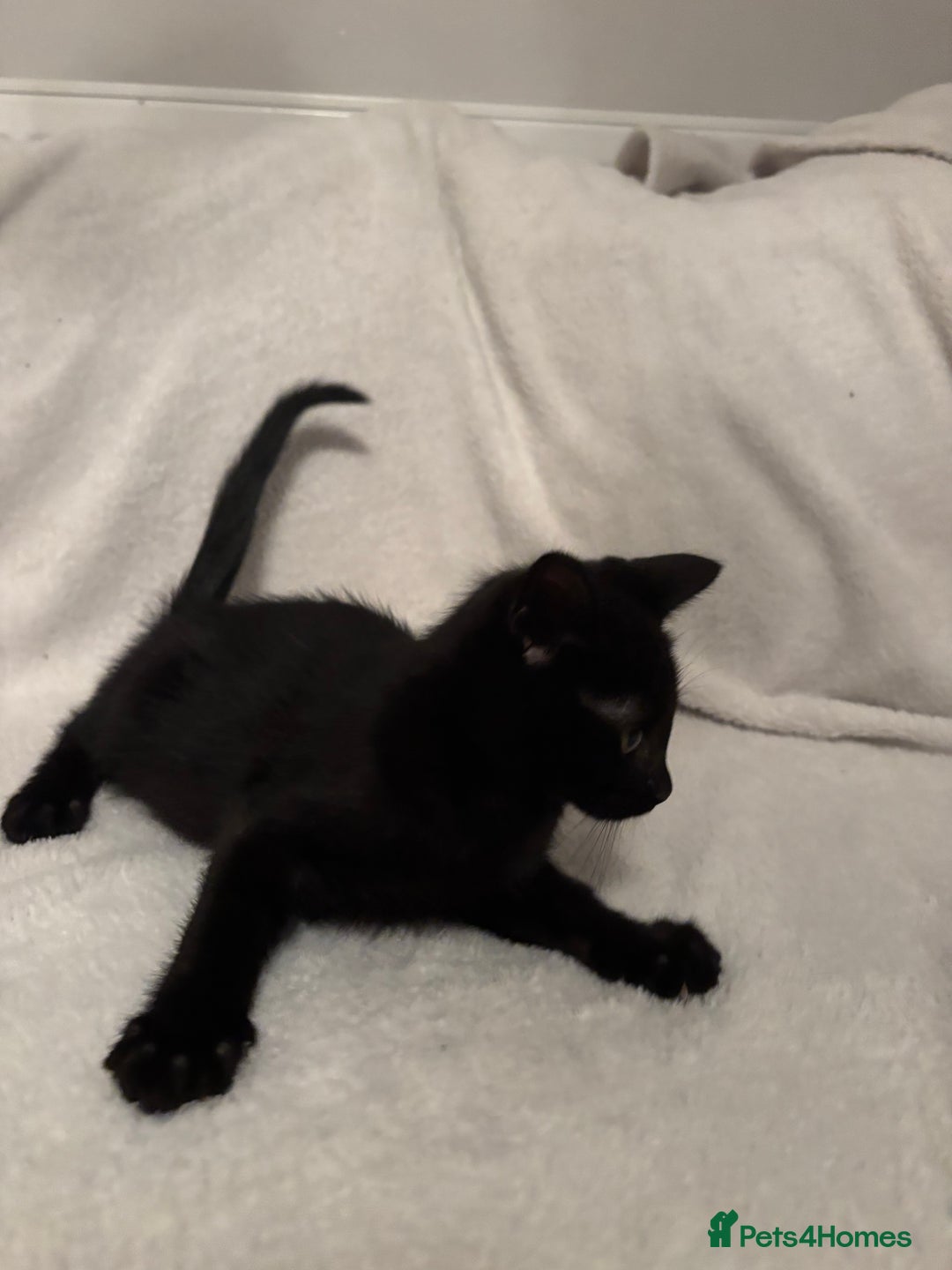 Mixed Breed cats for sale: Mainecoon cross kittens - Advert 5