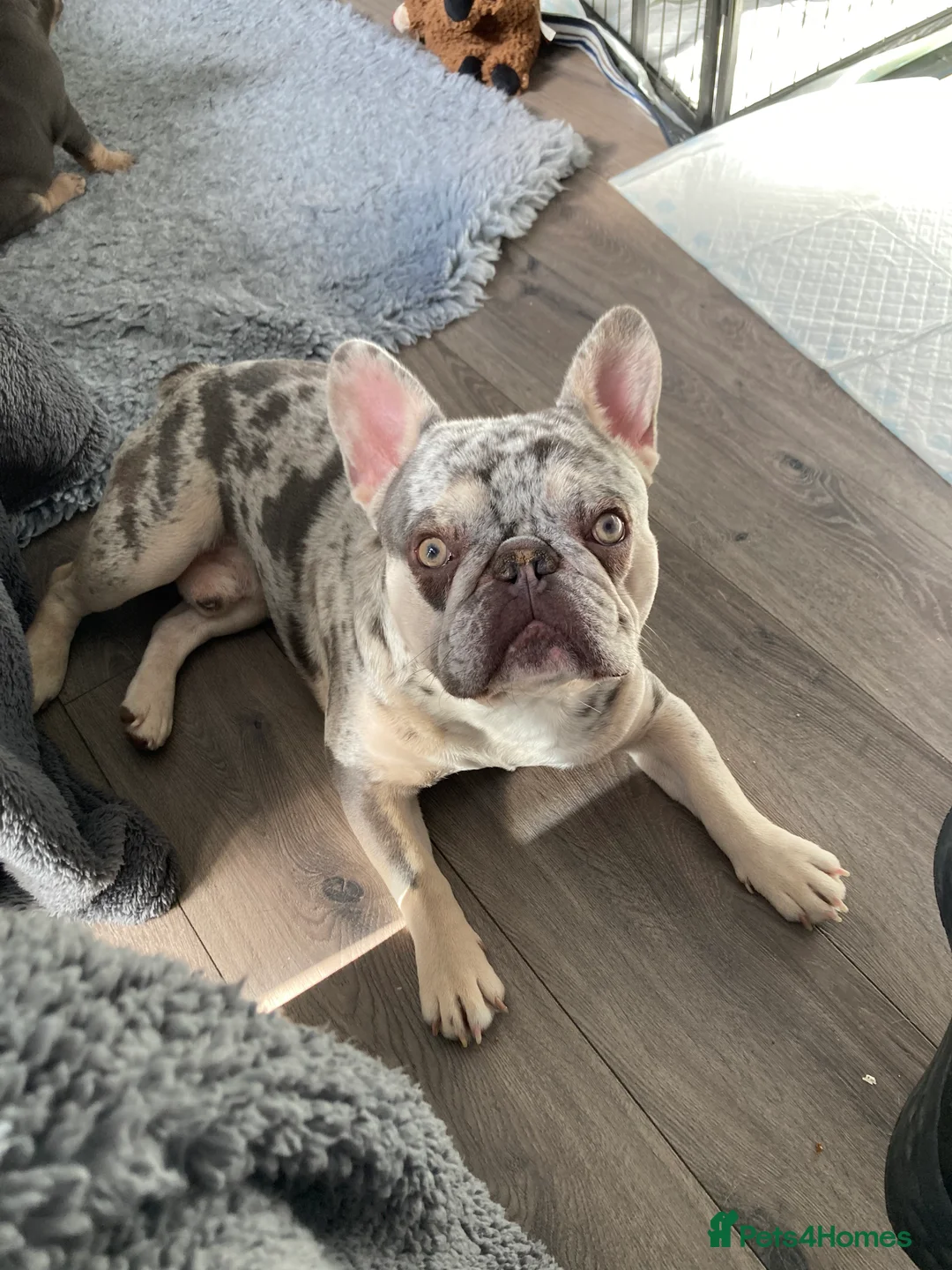 French Bulldog dogs for stud: Lilac merle French bulldog for stud  in Stevenage - Advert 5