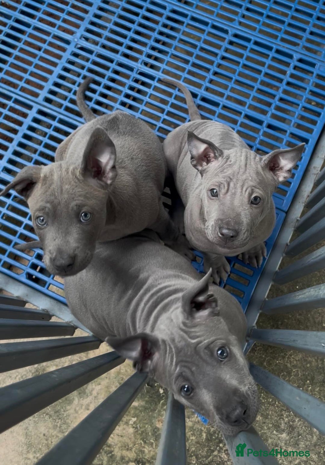 Thai Ridgeback dogs for sale: Stunning Blue Thai Ridgeback Puppies for Sale - Advert 4