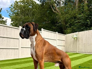 Boxer dogs in London - Advert 1