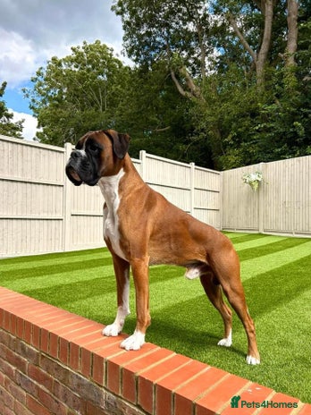 Boxer dogs in London - Advert 1