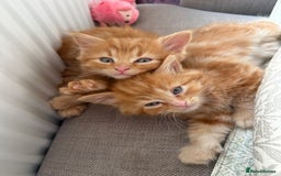 Persian cats for sale: Ginger boys 💚 - Image 1