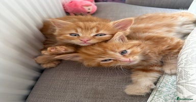 Persian cats - Advert 2