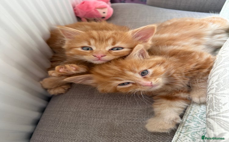 Persian cats - Advert 1