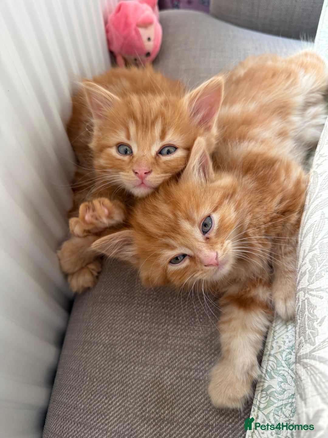 Persian cats for sale: Ginger boys 💚 - Image 1