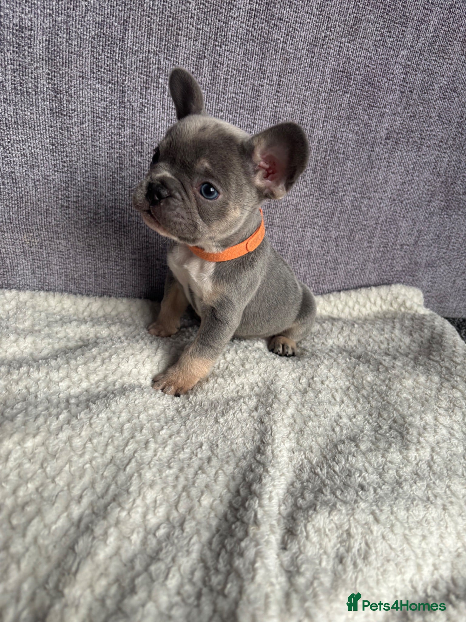 French Bulldog dogs 1 Stunning French bulldogs left  🐶 - Advert 1