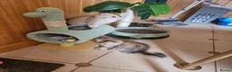 British Shorthair cats for sale: 😻British golden short/longhair adolesent kitten😻 - Advert 6