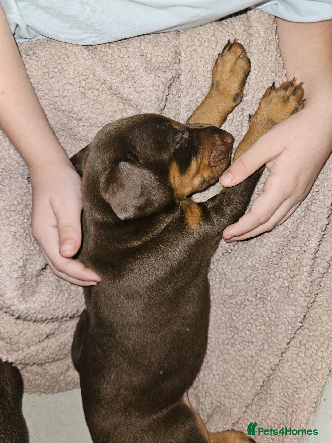Dobermann dogs for sale: Dobermann puppies  - Advert 15