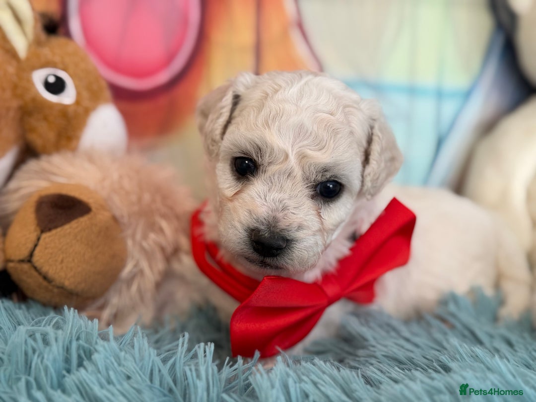 Bichon Frise dogs for sale: Kc registered show quality puppies - Image 8