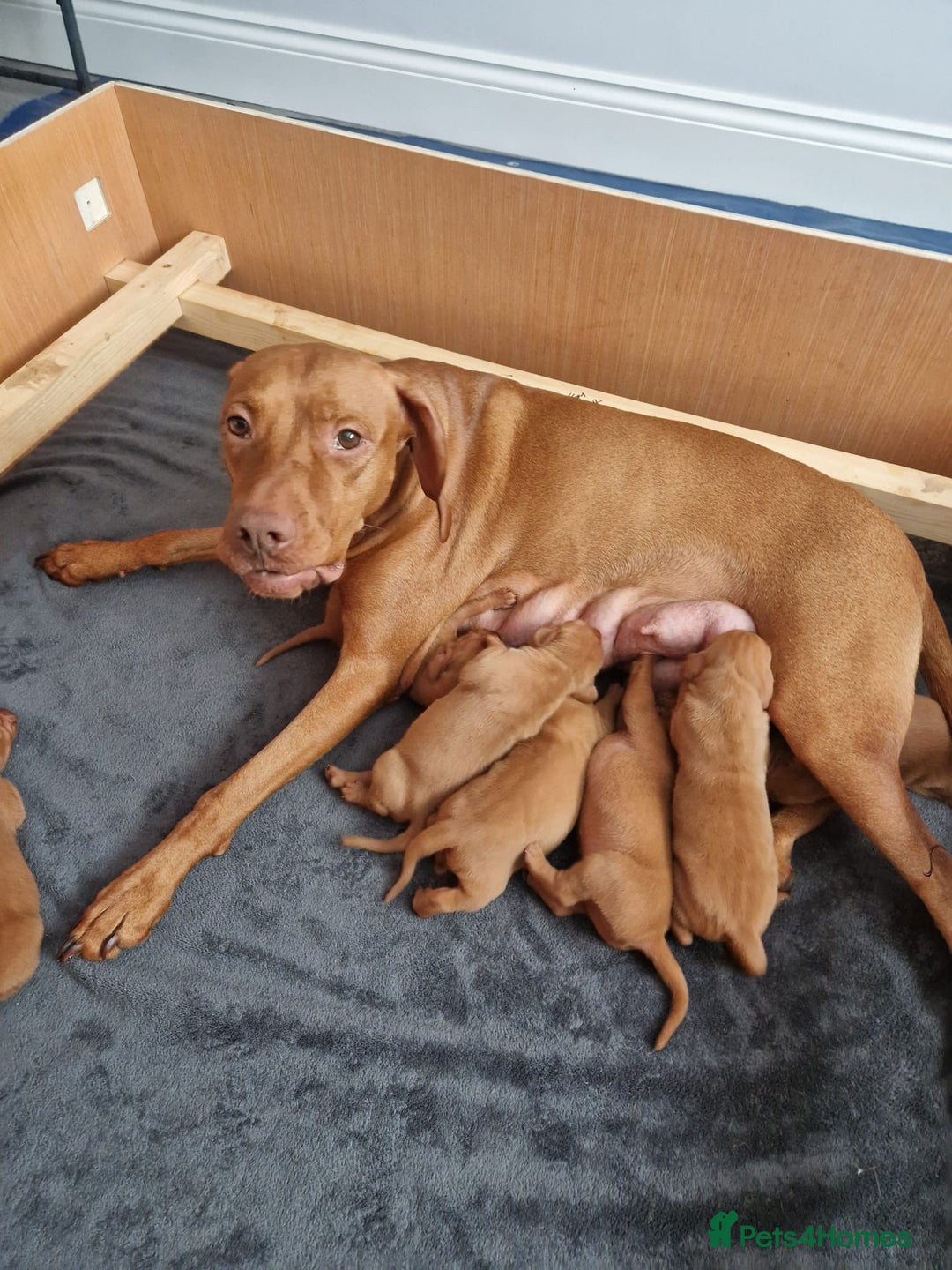 Hungarian Vizsla dogs for sale: Hungarian Vizsla KC Registered - Image 15