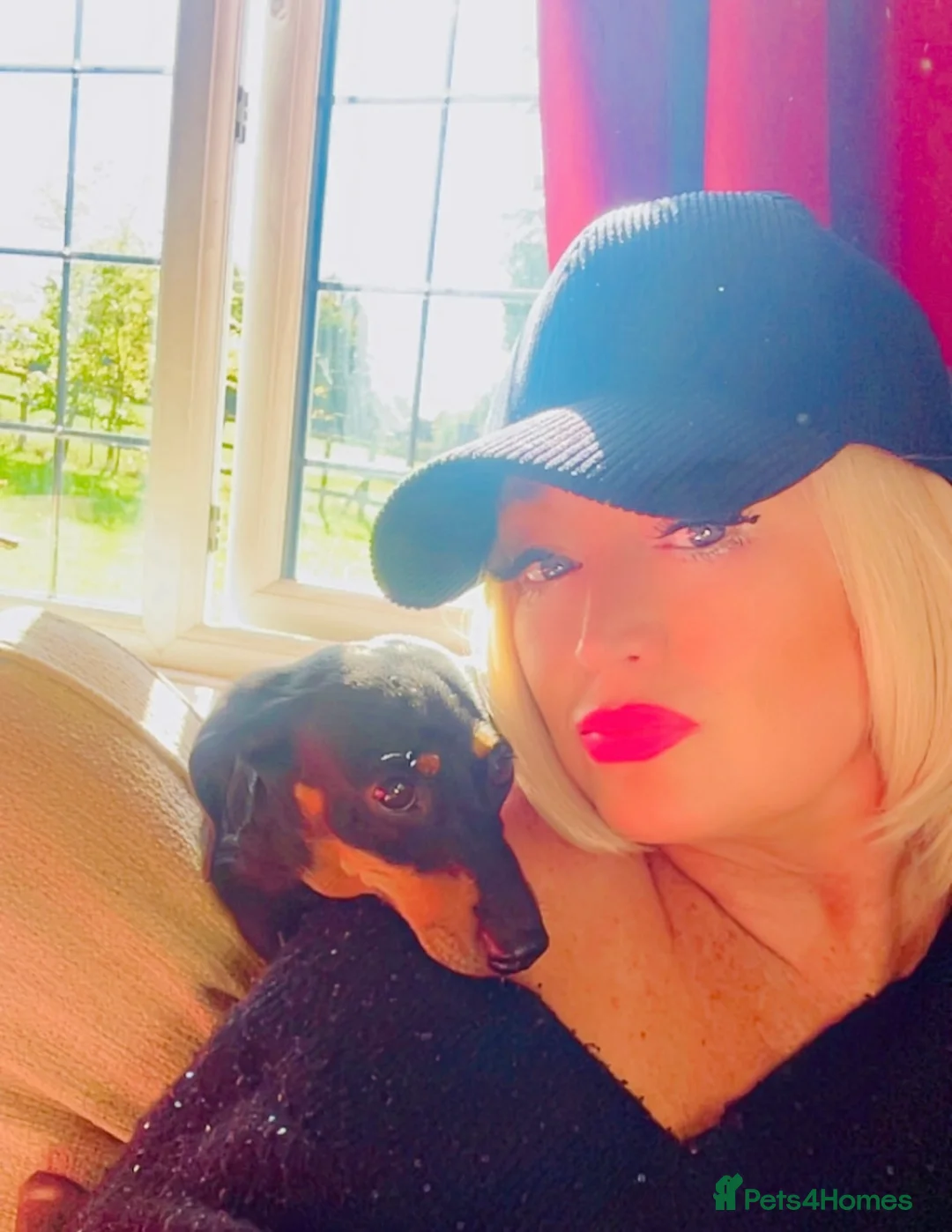 Miniature Dachshund dogs for sale: OUTSTANDING INSTAGRAM MINI DACHSHUNDS  - Advert 14