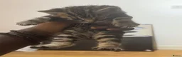 Mixed Breed cats for sale: 5 kittens available to be adopted  - Advert 13