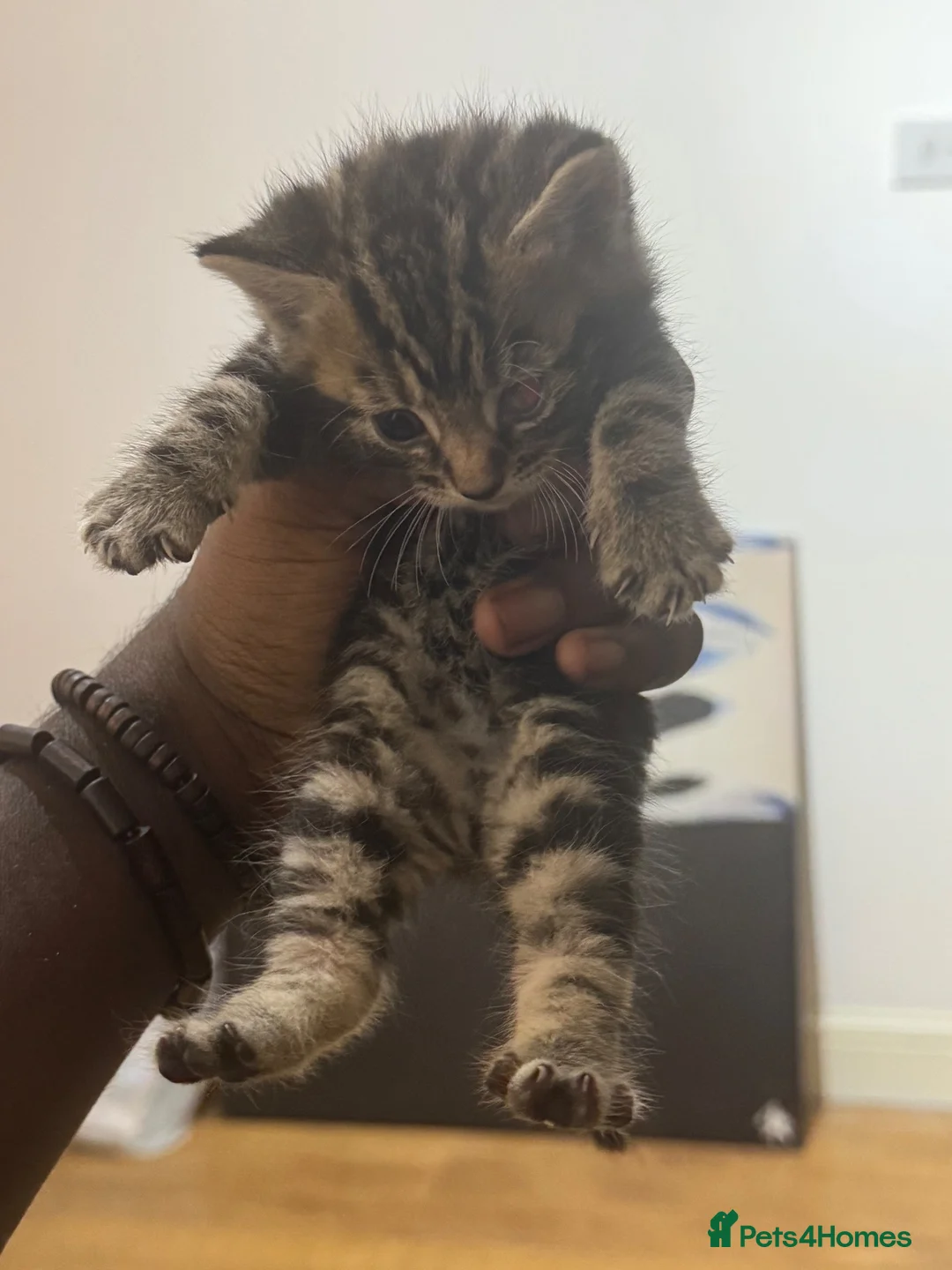 Mixed Breed cats for sale: 5 kittens available to be adopted  - Advert 13