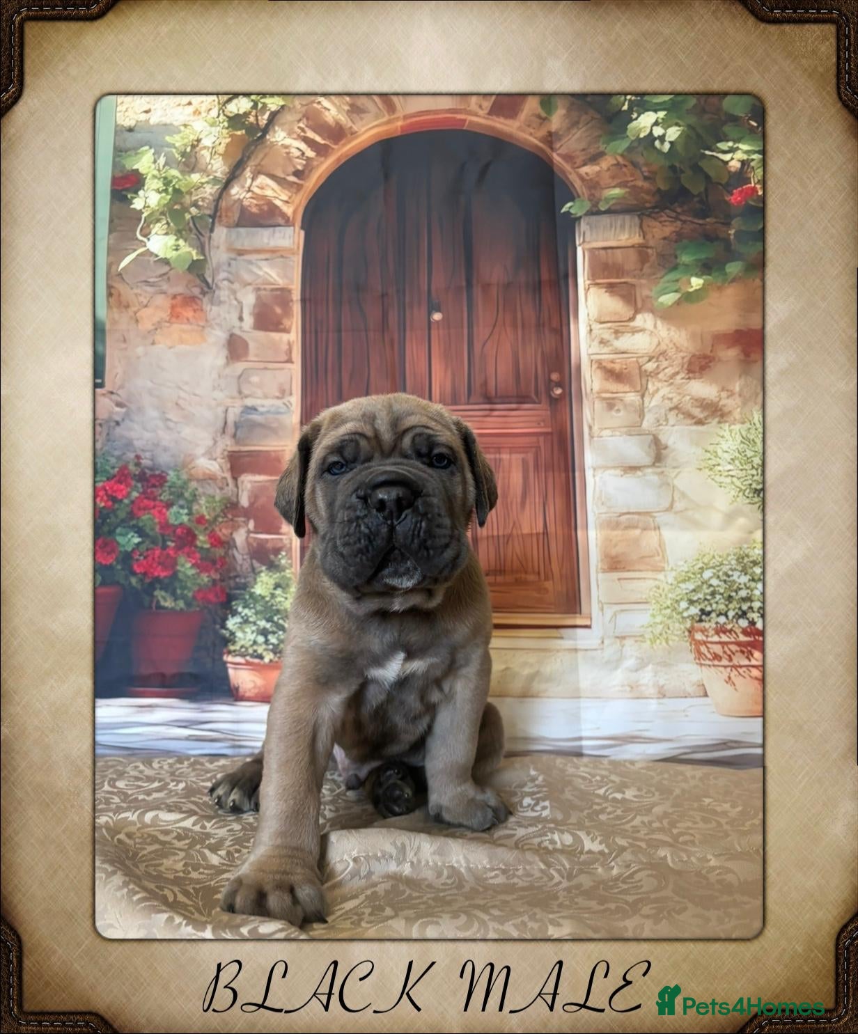 Cane Corso dogs Elite Formentino Cane Corso puppies - Advert 3