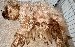 Cavapoo dogs for sale: 🐶F1B STUNNING CAVAPOOS 🐶 - Image 9