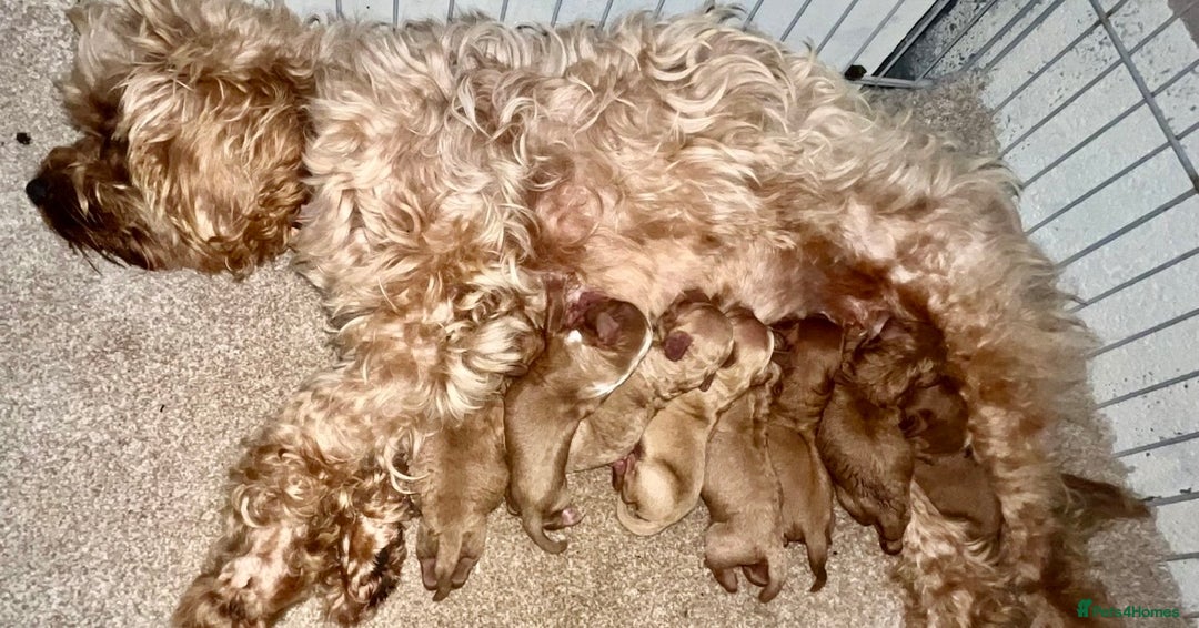 Cavapoo dogs for sale: 🐶F1B STUNNING CAVAPOOS 🐶 - Image 9