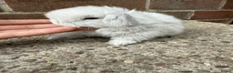 Mini Lop rabbits for sale: Exceptional BRC babies - Advert 3