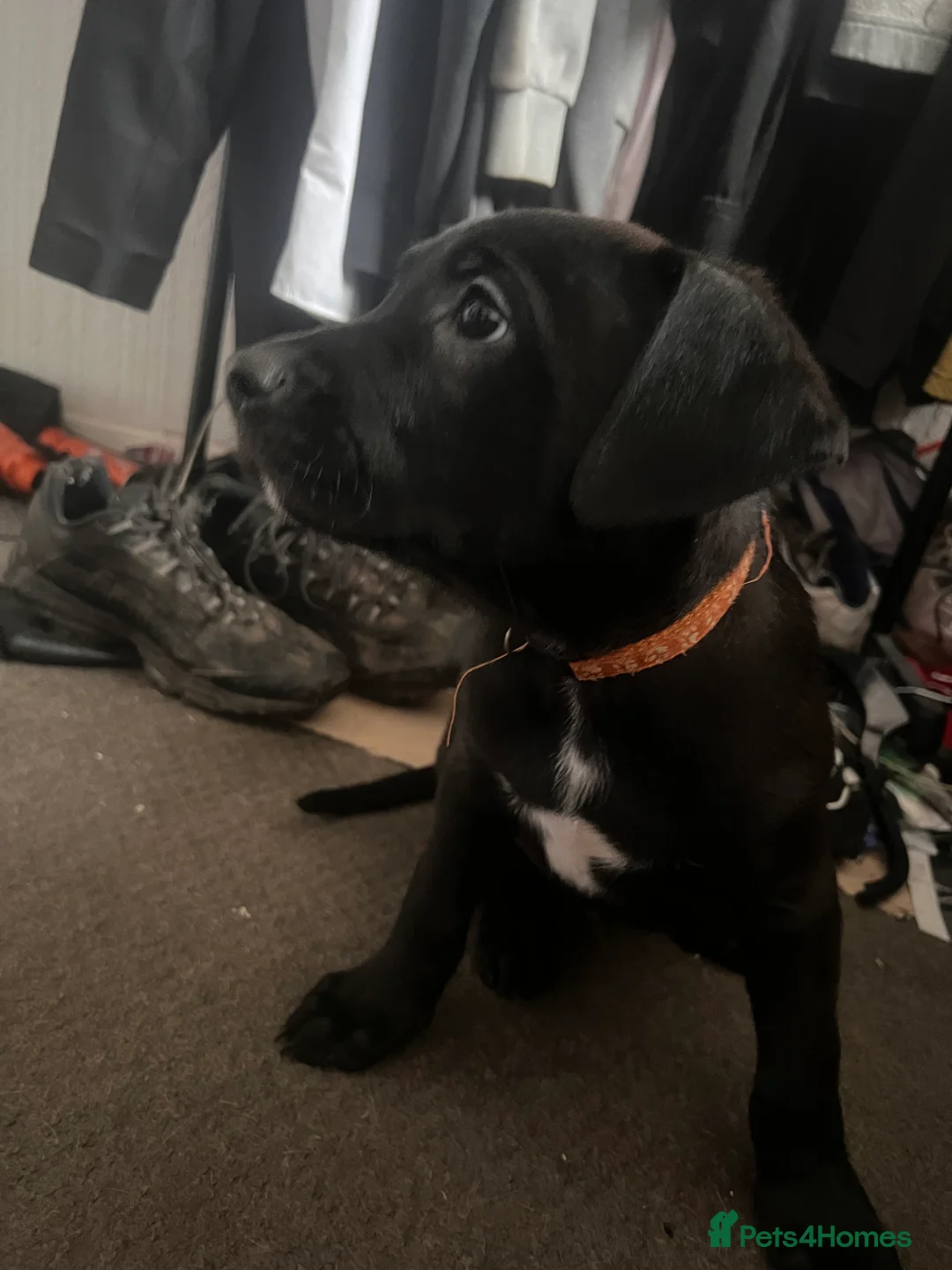 Mixed Breed dogs for sale: 8 Beautiful Mastiff x Staff x Black Mouth Cur Pups - Advert 9