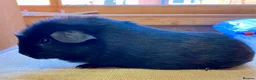 Guinea Pig rodents for sale: Baby male Guinea-pis in Crawley - Advert 3