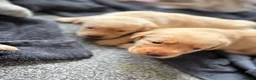 Labrador Retriever dogs for sale: 5 chunky yellow  Labradors  - Advert 7