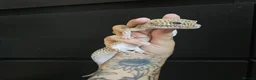Leopard Gecko reptiles for sale: Leopard gecko and full enclosure - Advert 12