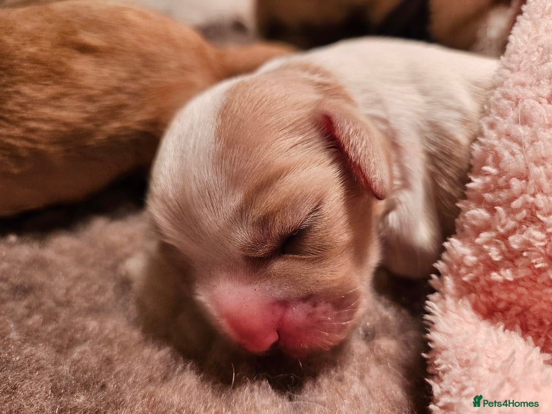 Mixed Breed dogs for sale: Adorable Cavapoo Puppies 🐶  - Image 7