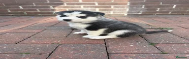 Siberian Husky 4