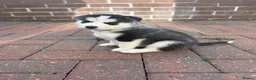 Siberian Husky dogs for sale: Siberian Husky puppies 1 boy 4 girls - Advert 10