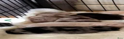 Pomeranian dogs for stud: Chocolate merle stud Pomeranian  - Advert 4