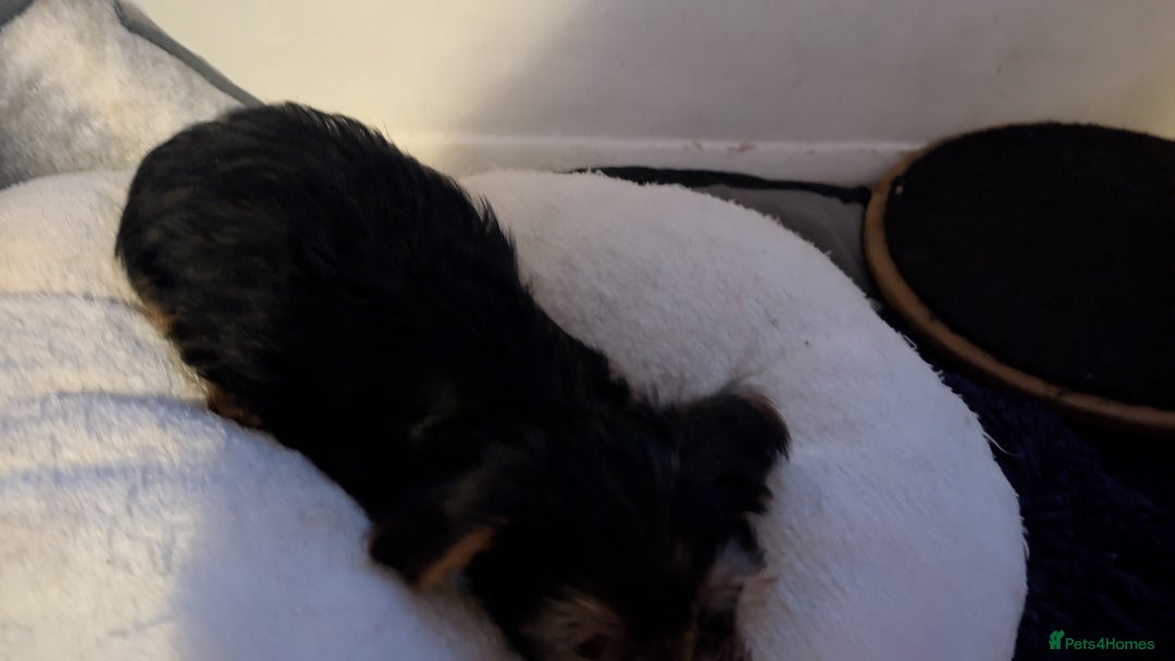 Yorkshire Terrier dogs for sale: 2 beautiful male Yorkshire terrier puppies  - Image 9