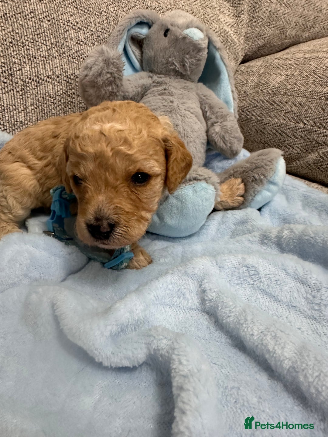 Cavapoo dogs for sale: Stunning F1b Cavapoos - Advert 4