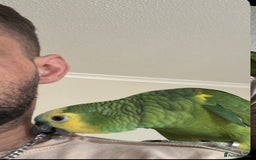 Cockatiels birds for sale: Blue Font Amazon Parrot - Image 4