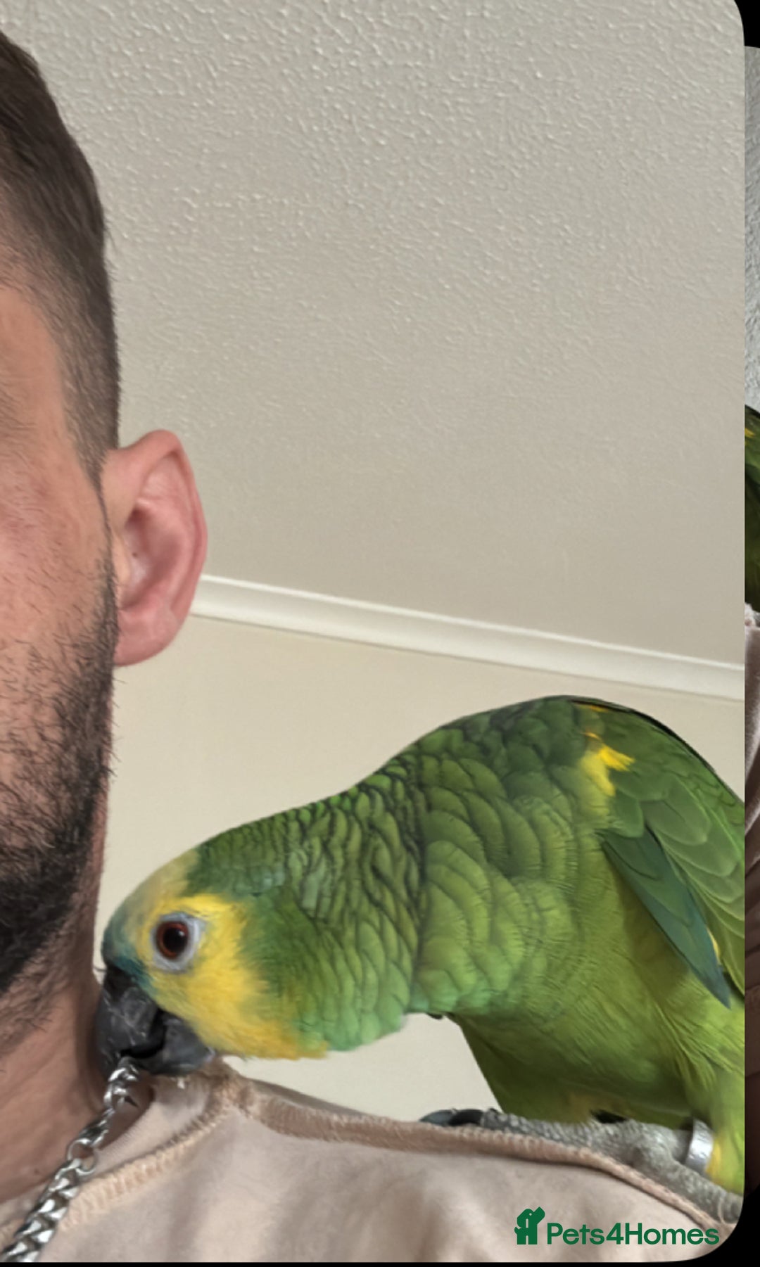 Cockatiels birds for sale: Blue Font Amazon Parrot - Image 4