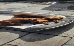 Miniature Dachshund dogs for sale: Long haired miniature dauchands - Advert 2