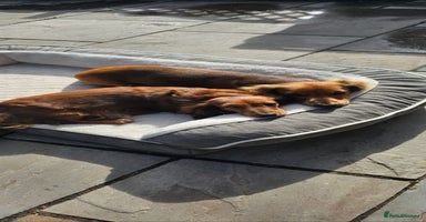 Miniature Dachshund dogs Long haired miniature dauchands - Advert 12