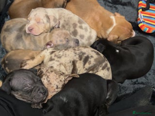 Mixed Breed dogs Beautiful pups - Advert 7