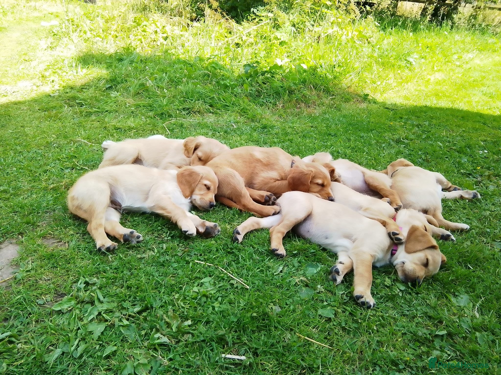 Goldador dogs Golden retriever Labrador cross  - Advert 2