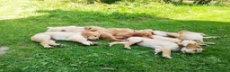 Goldador dogs for sale: Golden retriever Labrador cross  in Glasgow - Advert 1