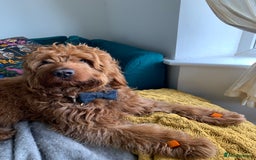 Australian Labradoodle dogs for stud: Australian Labradoodle Stud – Excellent Bloodlines - Image 20