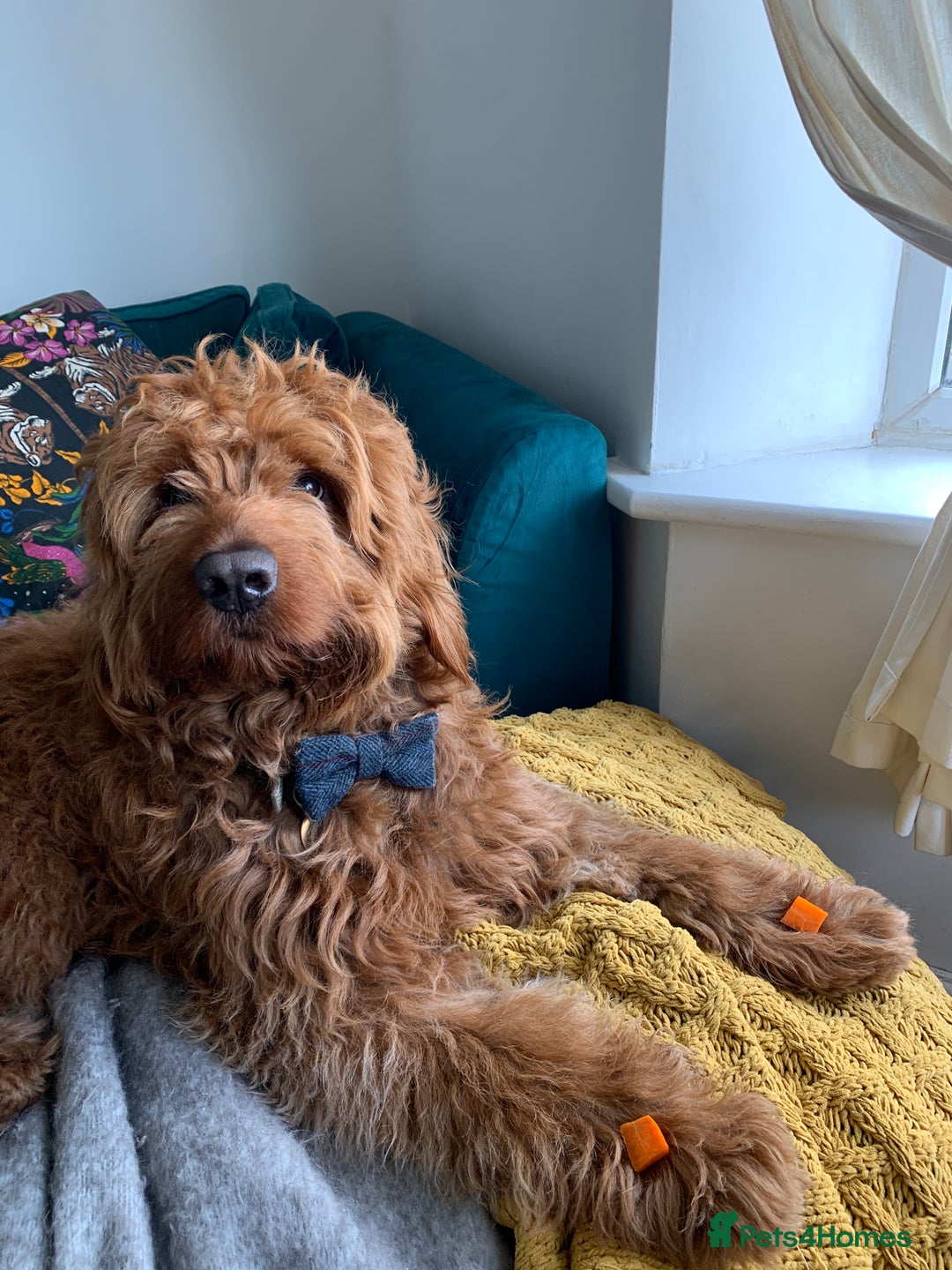 Australian Labradoodle dogs for stud: Australian Labradoodle Stud – Excellent Bloodlines - Image 20