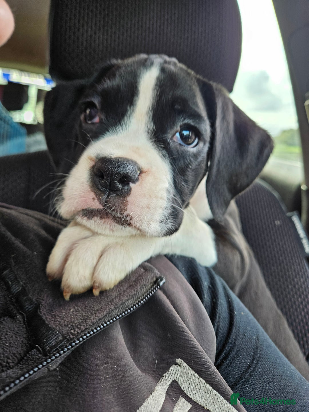 Boxer dogs for sale: READY NOW Kc reg sealed brindle fully vac  - Image 34