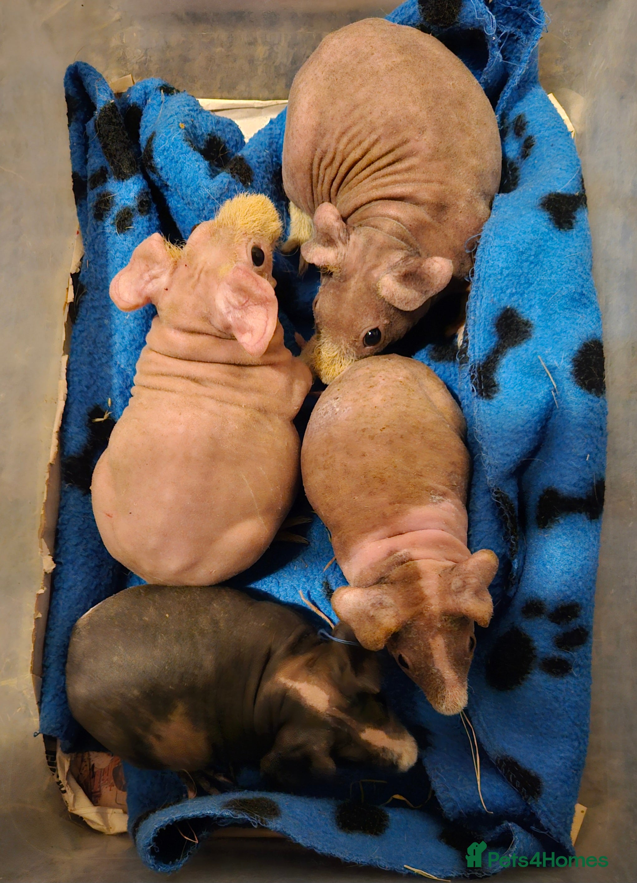 Guinea Pig rodents Skinnys Werewolfs & Lakelands Available Ready Now - Advert 1