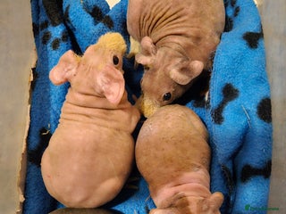 Guinea Pig rodents - Advert 6