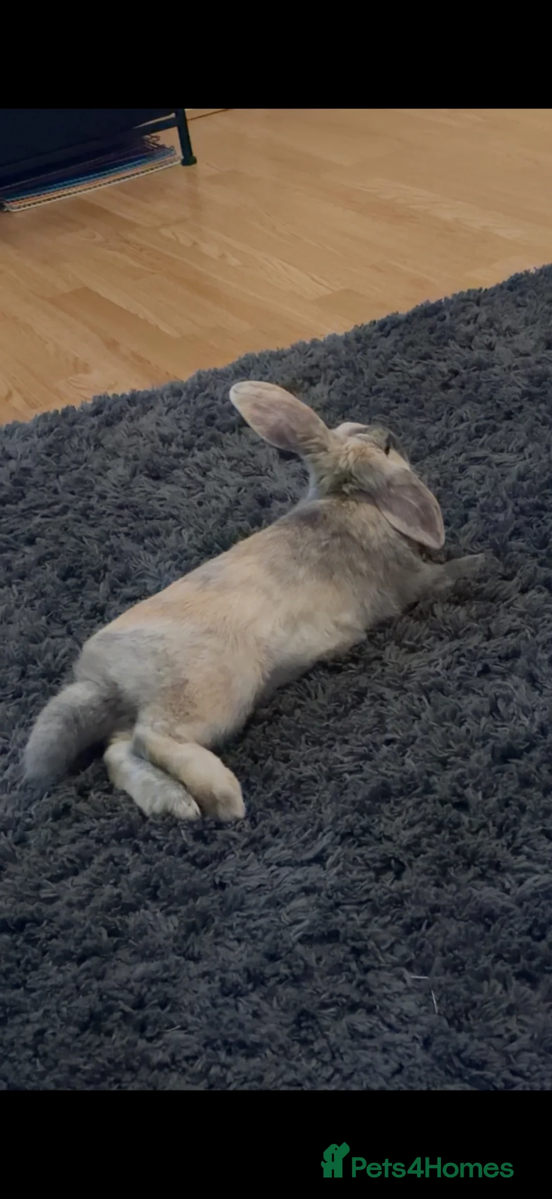 Mini Lop rabbits for sale: Holland lop  - Advert 2