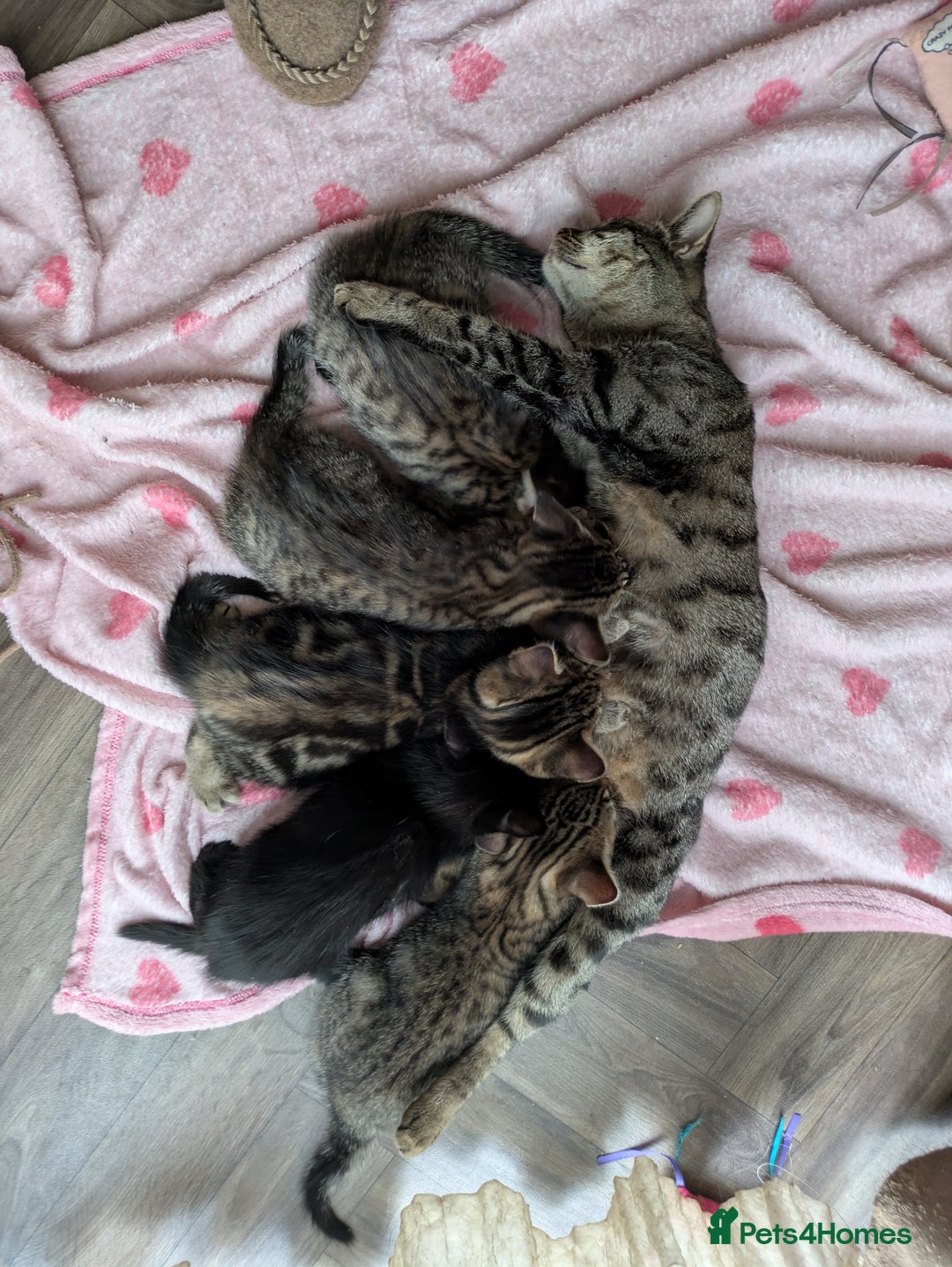 Bengal cats for sale: Bengal x American Maine Coon - Ready To Go!  - Advert 2