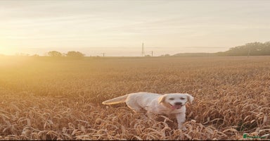 Golden Retriever dogs Newmiller Retrievers Upcoming Litter Announcement  - Advert 15