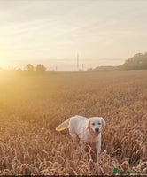 Golden Retriever dogs Newmiller Retrievers Upcoming Litter Announcement - Advert 3